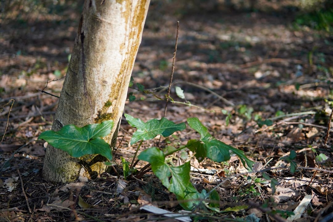 a tree trunk with a plant growing out of it