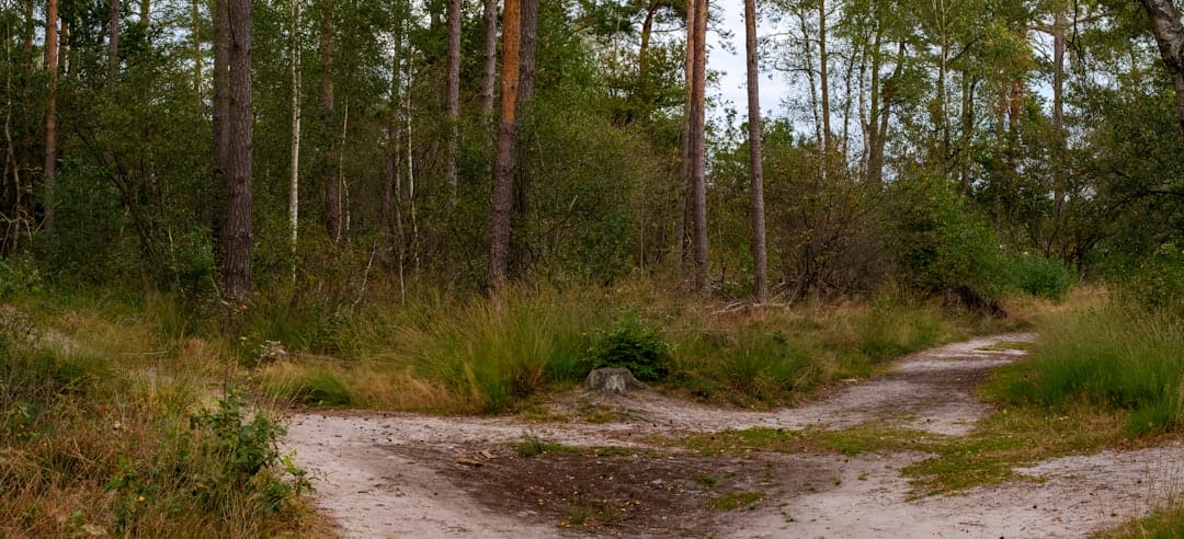 A dirt road in the middle of a forest